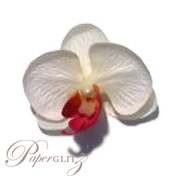 Phalaenopsis Silk Orchid Heads - White / Pink - 24Pck